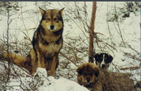 中国东北已经濒危神犬：鄂伦春犬