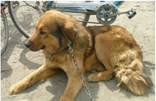 中国东北已经濒危神犬：鄂伦春犬