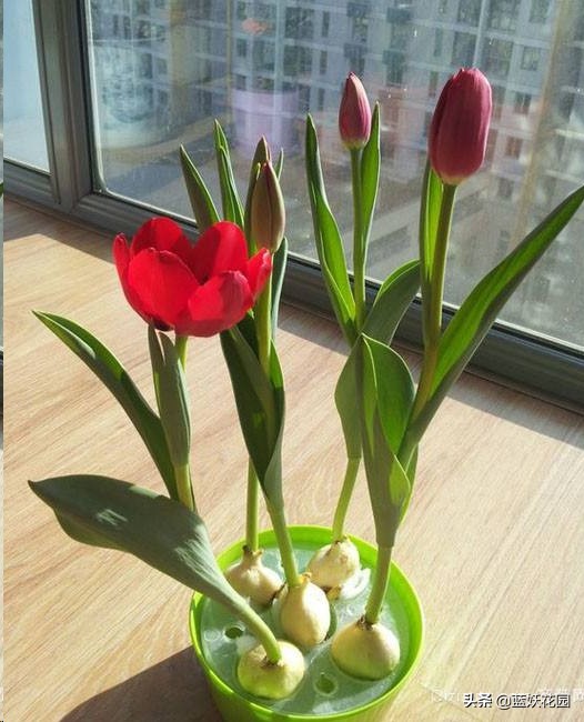 郁金香用什么土种植比较好（郁金香的栽培方法）