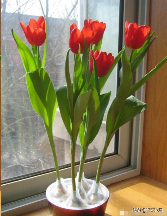 郁金香用什么土种植比较好（郁金香的栽培方法）