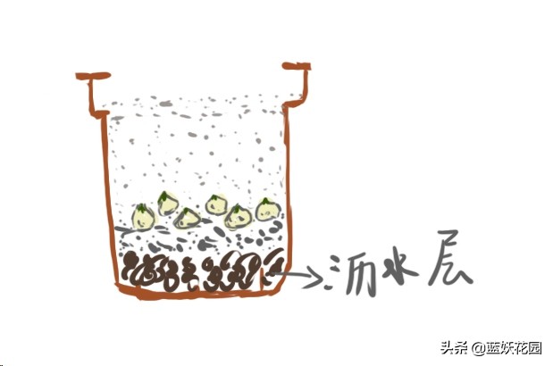 郁金香用什么土种植比较好（郁金香的栽培方法）