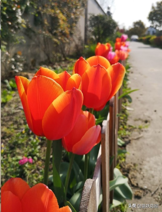 郁金香用什么土种植比较好（郁金香的栽培方法）