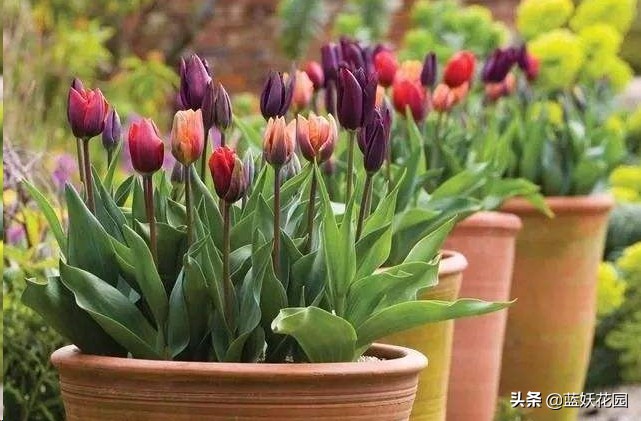 郁金香用什么土种植比较好（郁金香的栽培方法）
