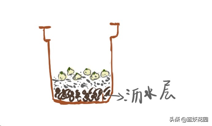 郁金香用什么土种植比较好（郁金香的栽培方法）