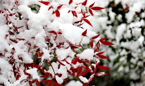 为什么说“瑞雪兆丰年”