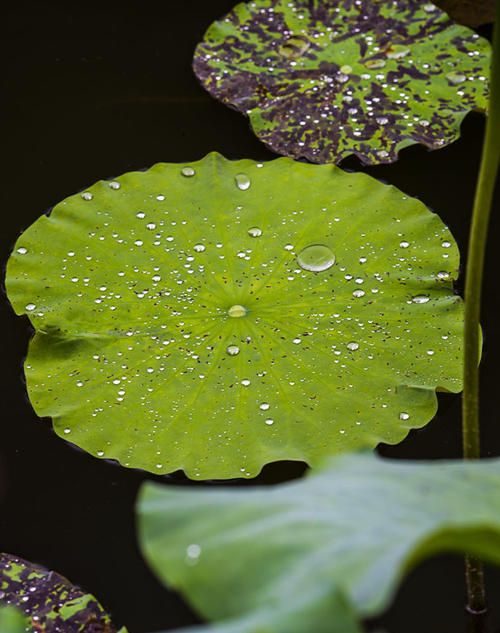 “大珠小珠落玉盘”形容的是什么声音