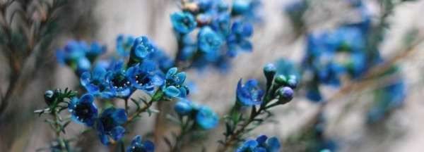 蓝色腊梅是天然的,蓝色腊梅花语是什么图3