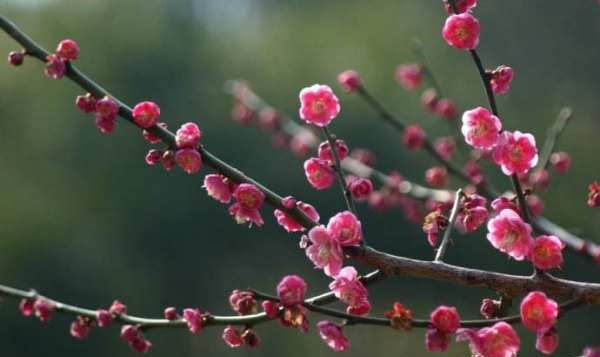 蓝色腊梅是天然的,蓝色腊梅花语是什么图2