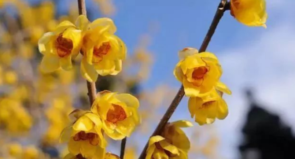 蓝色腊梅是天然的,蓝色腊梅花语是什么图4