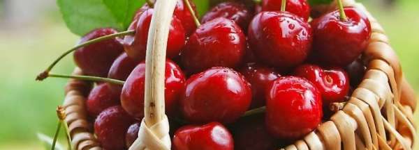 吃樱桃会拉肚子,樱桃吃多会不会拉肚子图2