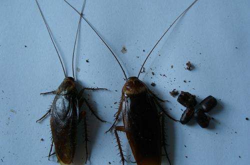 蟑螂有黑色的,蟑螂有黑色的吗圆壳的图5