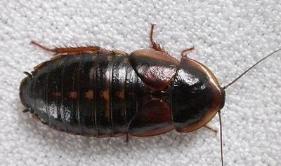 蟑螂有黑色的吗圆壳的