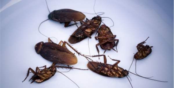 蟑螂有黑色的,蟑螂有黑色的吗圆壳的图2