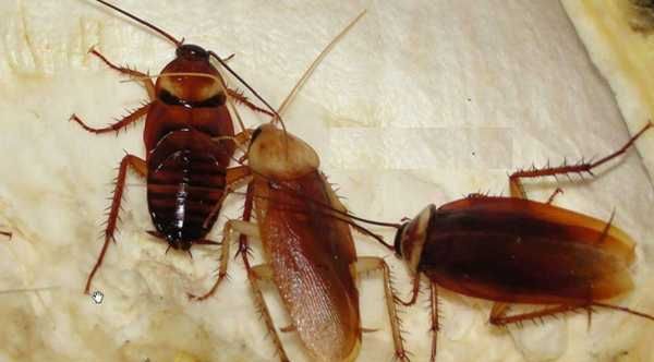 蟑螂有黑色的,蟑螂有黑色的吗圆壳的图3