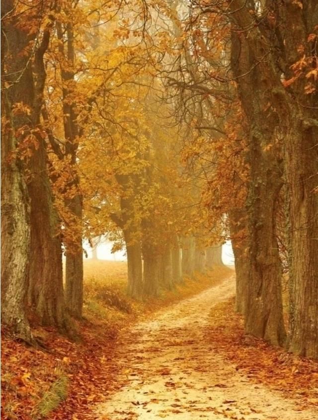 白露由来，二十四节气之白露的由来是什么？图4