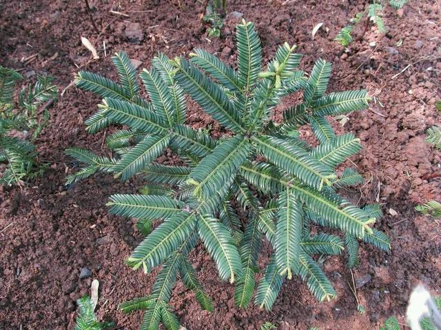 红豆杉开花是什么样子（红豆杉公树开出圆球花）