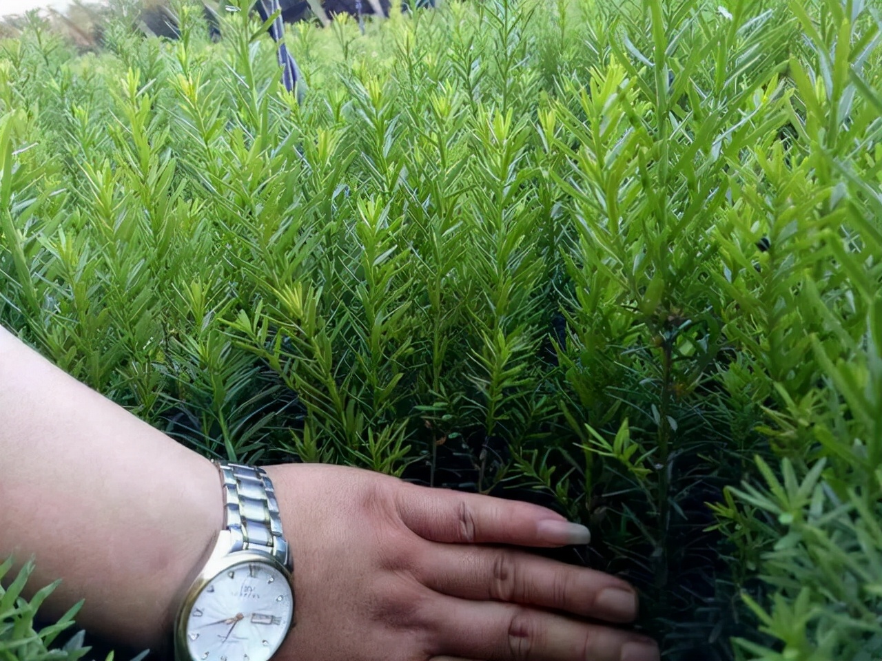 红豆杉开花是什么样子（红豆杉公树开出圆球花）