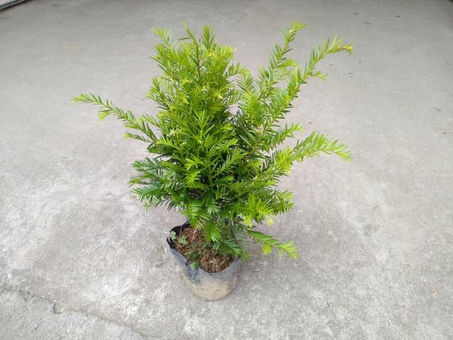 红豆杉开花是什么样子（红豆杉公树开出圆球花）