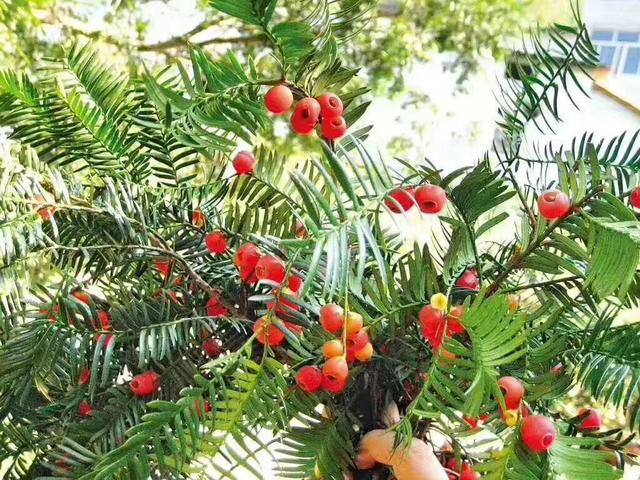 红豆杉开花是什么样子（红豆杉公树开出圆球花）