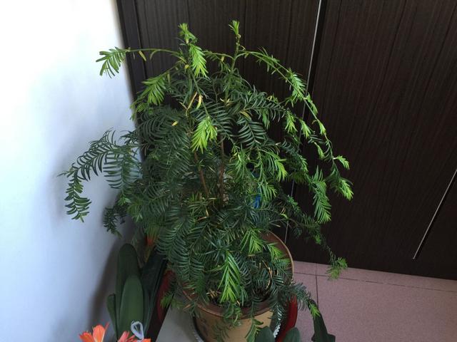 红豆杉开花是什么样子（红豆杉公树开出圆球花）