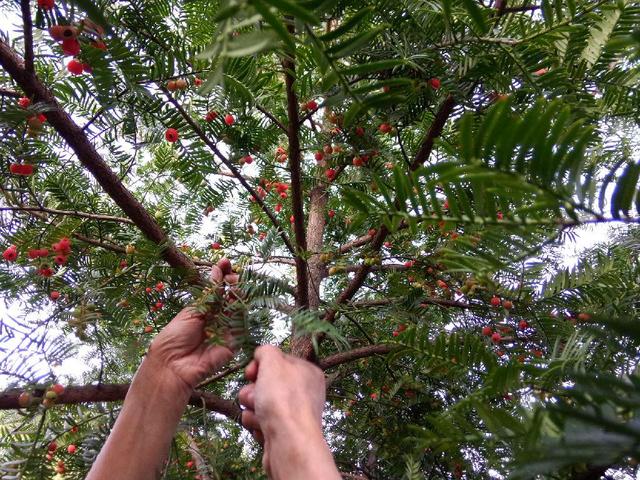 红豆杉开花是什么样子（红豆杉公树开出圆球花）