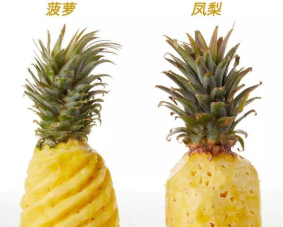 凤梨和菠萝的区别,凤梨和菠萝的区别是什么样子吗?图4