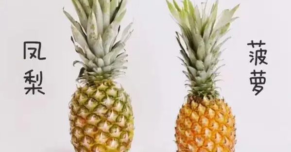 凤梨和菠萝的区别,凤梨和菠萝的区别是什么样子吗?图5