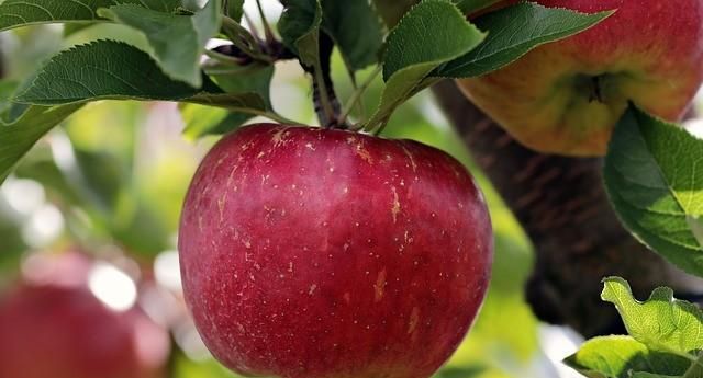 球体有哪些物品，有哪些适合儿童玩的玩具？图15