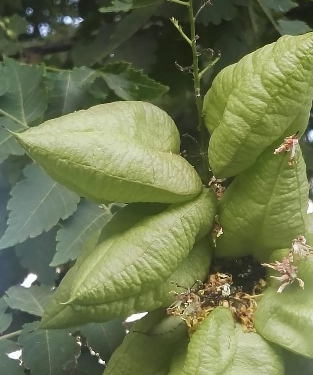 球体有哪些物品，有哪些适合儿童玩的玩具？图14