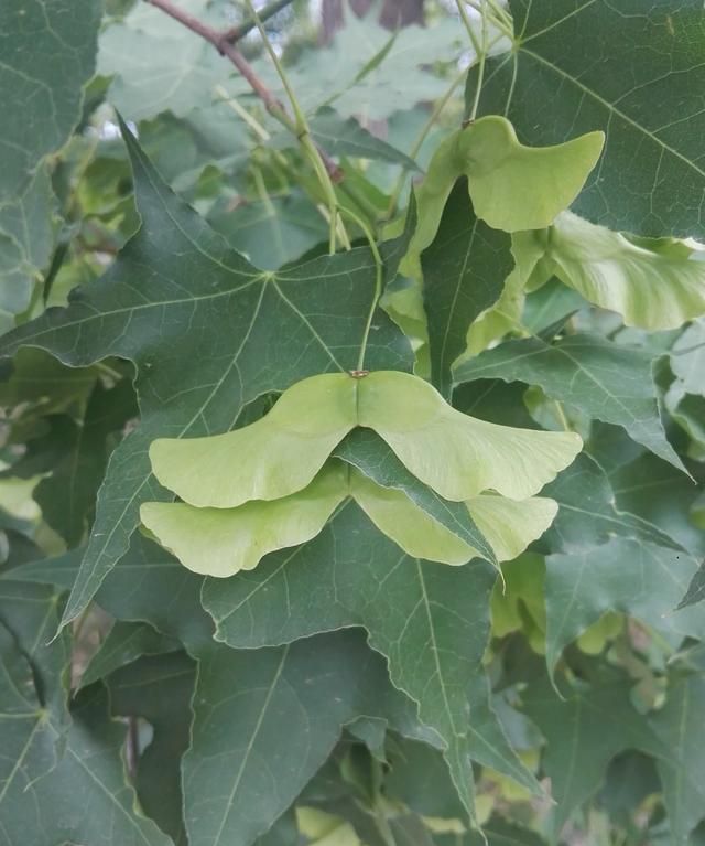 球体有哪些物品，有哪些适合儿童玩的玩具？图16