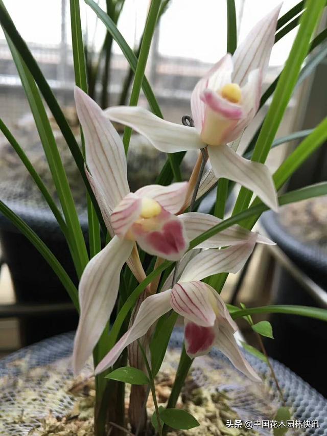 最好的兰花品种寓意（精品名兰水点桃花）(1)