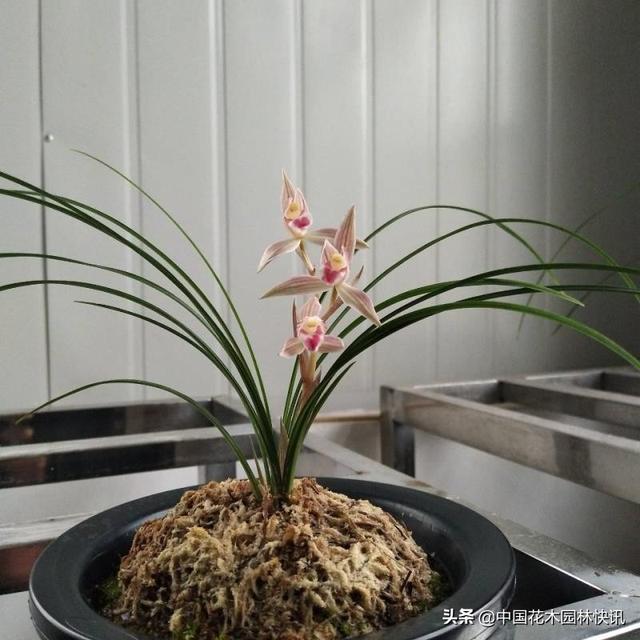 最好的兰花品种寓意（精品名兰水点桃花）(4)