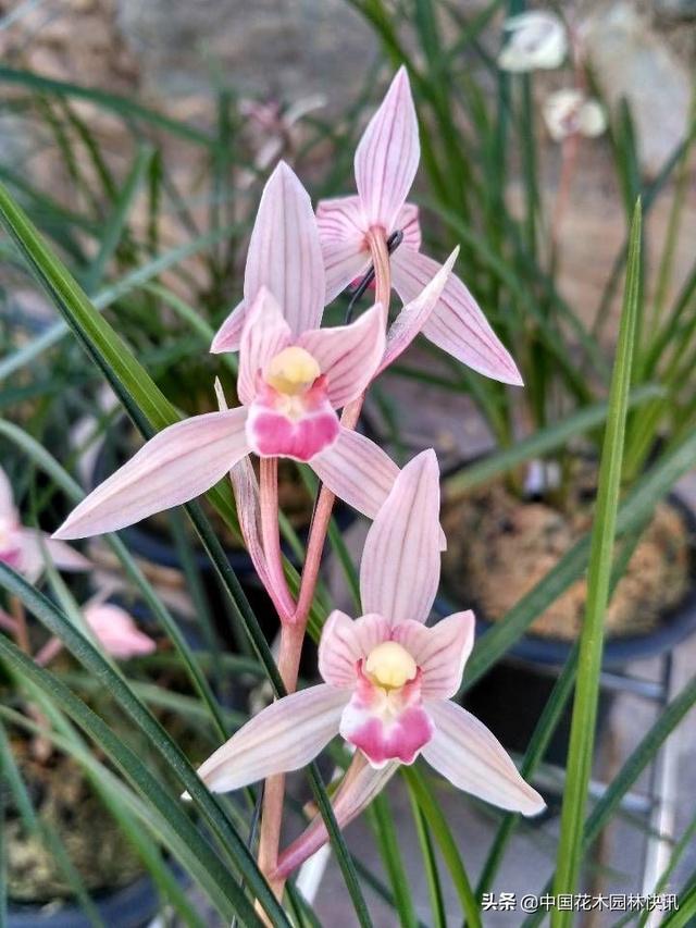 最好的兰花品种寓意（精品名兰水点桃花）(2)