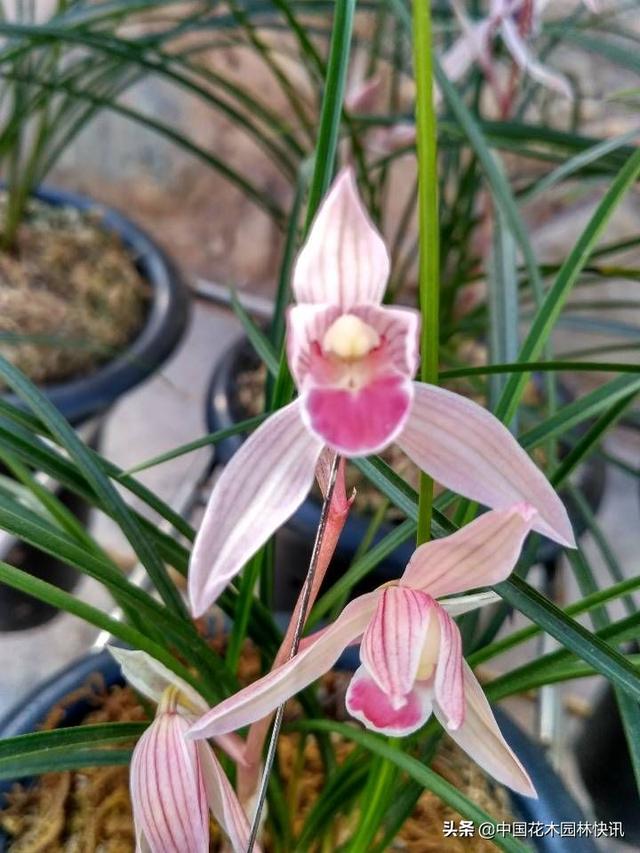 最好的兰花品种寓意（精品名兰水点桃花）(3)