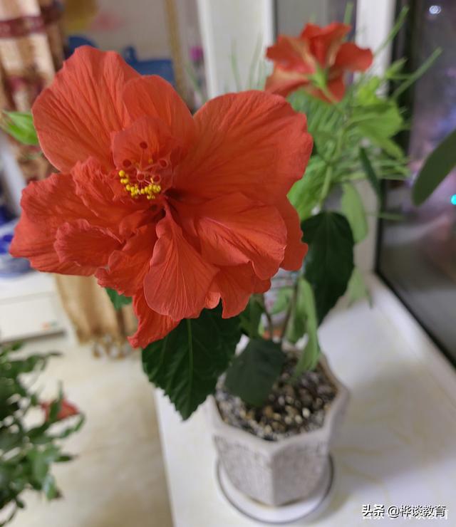 中外合作办学什么意思（2022考生中外合作）(10)