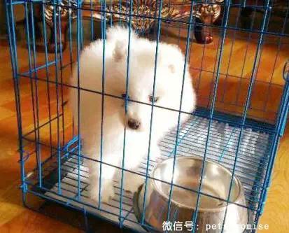 大傻和二傻的沙雕生活（一只汪来地球的使命）(11)