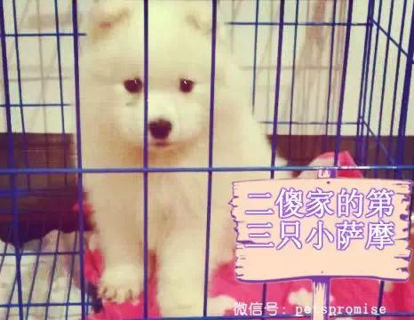 大傻和二傻的沙雕生活（一只汪来地球的使命）(9)