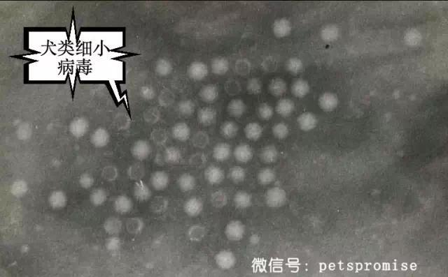 大傻和二傻的沙雕生活（一只汪来地球的使命）(13)