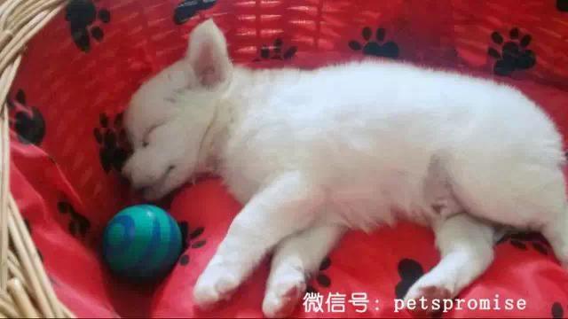 大傻和二傻的沙雕生活（一只汪来地球的使命）(3)