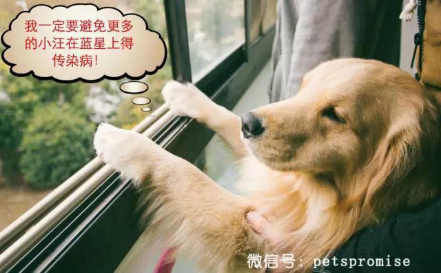 大傻和二傻的沙雕生活（一只汪来地球的使命）(15)