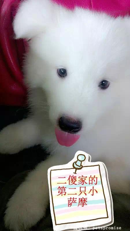 大傻和二傻的沙雕生活（一只汪来地球的使命）(7)