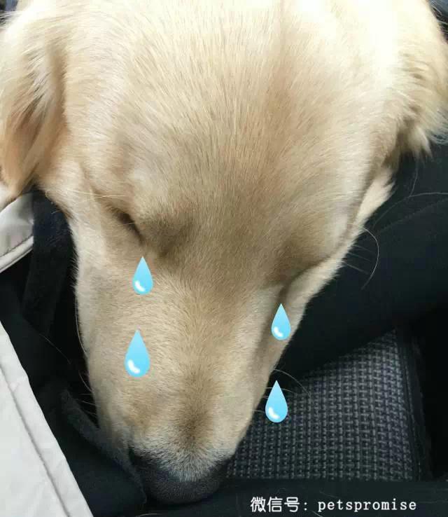 大傻和二傻的沙雕生活（一只汪来地球的使命）(14)