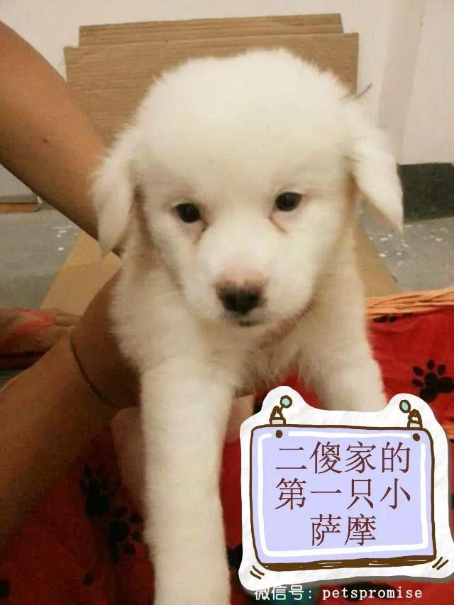 大傻和二傻的沙雕生活（一只汪来地球的使命）(2)