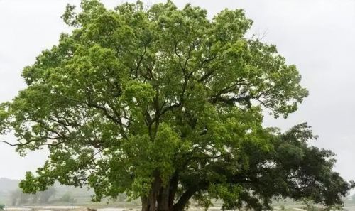 香樟树的特点和作用(香樟树的特点和样子)-第2张图片-