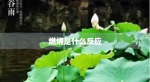 燃烧香烟是什么反应氨化学