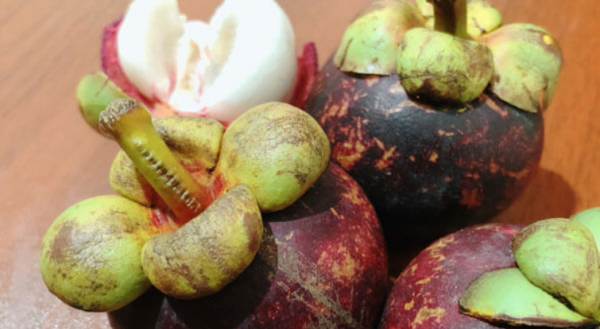 山竹能保存几天呢,山竹怎么保存时间久图1