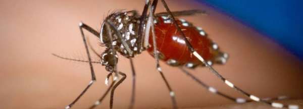 怎么让宿舍快速没有蚊子,怎么快速收拾宿舍图1