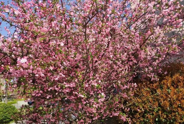 怎样去头油，2天不洗头头皮一大堆，去掉头油头皮屑，使用哪几个生活小妙招？图5