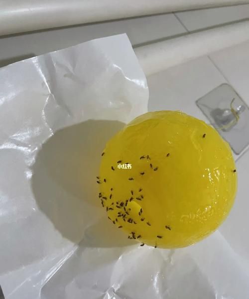 水果上的小飞虫怎么生出来的