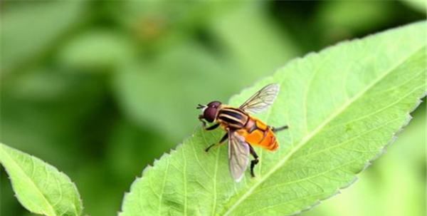 夏天水果上的小飞虫怎么处理,水果上的小飞虫怎么生出来的图2